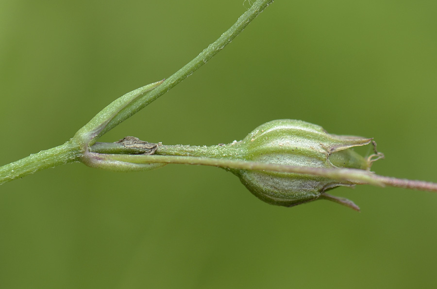 Lychnis flos-cuculi / Crotonella Fior di cuculo